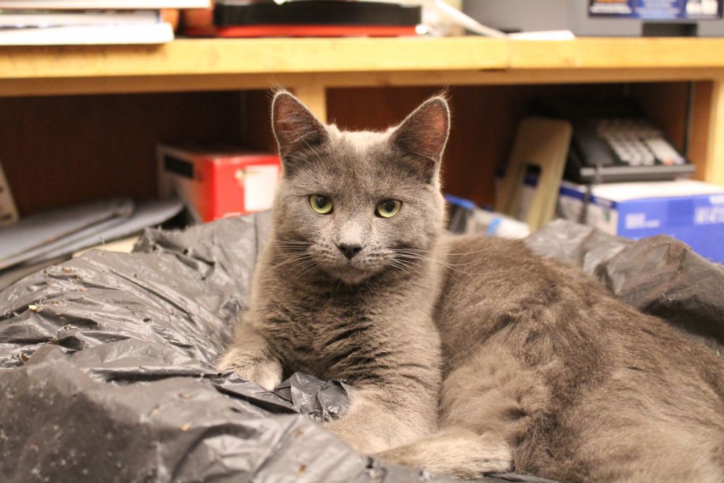 Copperfield's Books cats